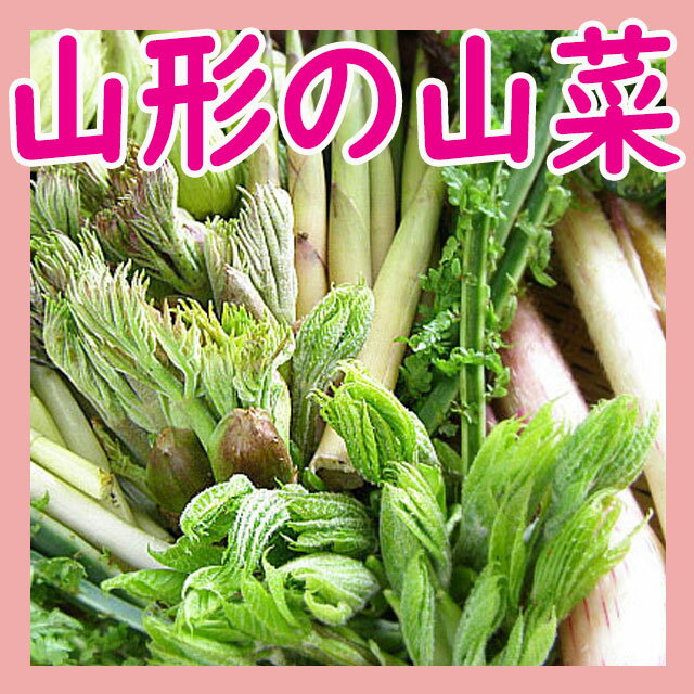 【母の日】【おまかせ天然 山菜 セット1kg送料無料】山形県産 天然 ワラビ ウド コゴミ タラの芽 コシアブラ フキなど