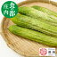 在来種 野菜 外内島 きゅうり A品 500g 野菜セット キュウリ 野菜生活 お取り寄せグルメ 山形県鶴岡市