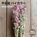 千日紅 バイカラー 1束（45g） DRIED FLOWER DN8 TT-950