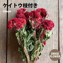 hCt[ PCgE}t bh 1i60gj DRIED FLOWER DN21 TU-1500