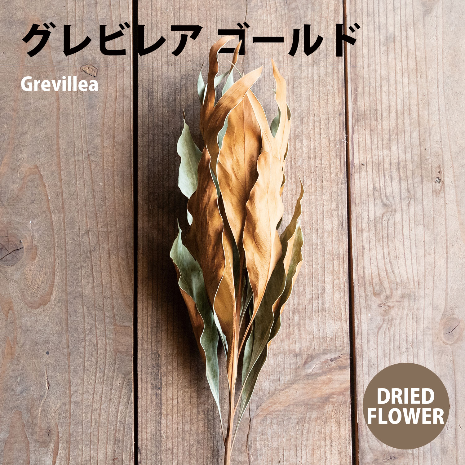 ドライフラワー グレビレア・ゴールド ナチュラル 約20g イスラエル産 DRIED FLOWER 17738