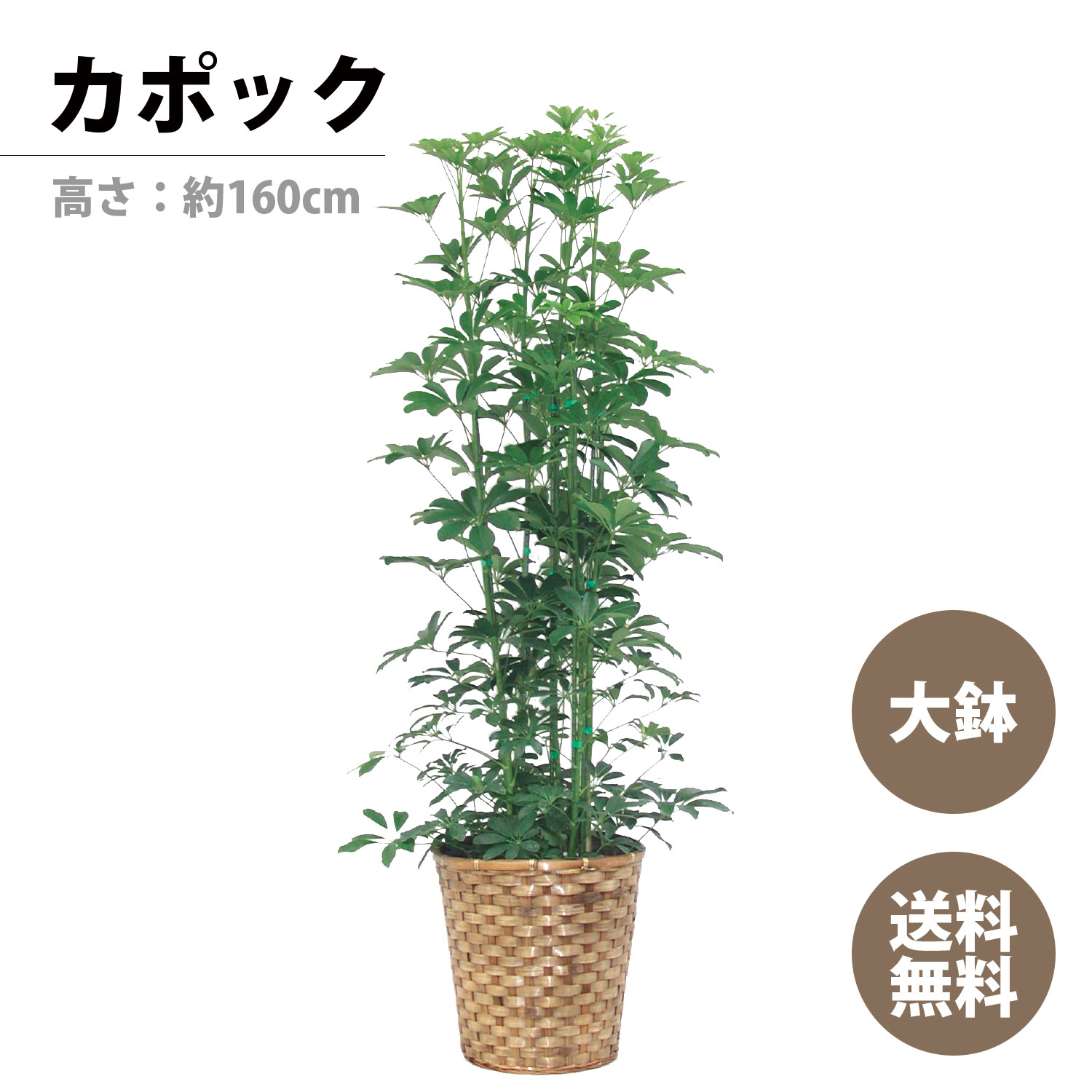 シェフレラ 観葉植物 観葉植物 カポック 高さ：約160cm ギフト お祝い 敬老の日 開店祝い 新居祝い 就任祝い 送料無料