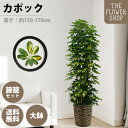 【クーポン発行中】観葉植物 キフカポック 高さ:約150-170cm 10号 グリーン プレゼント ギフト クリスマス 母の日 父の日 敬老の日 お祝い 開店御...