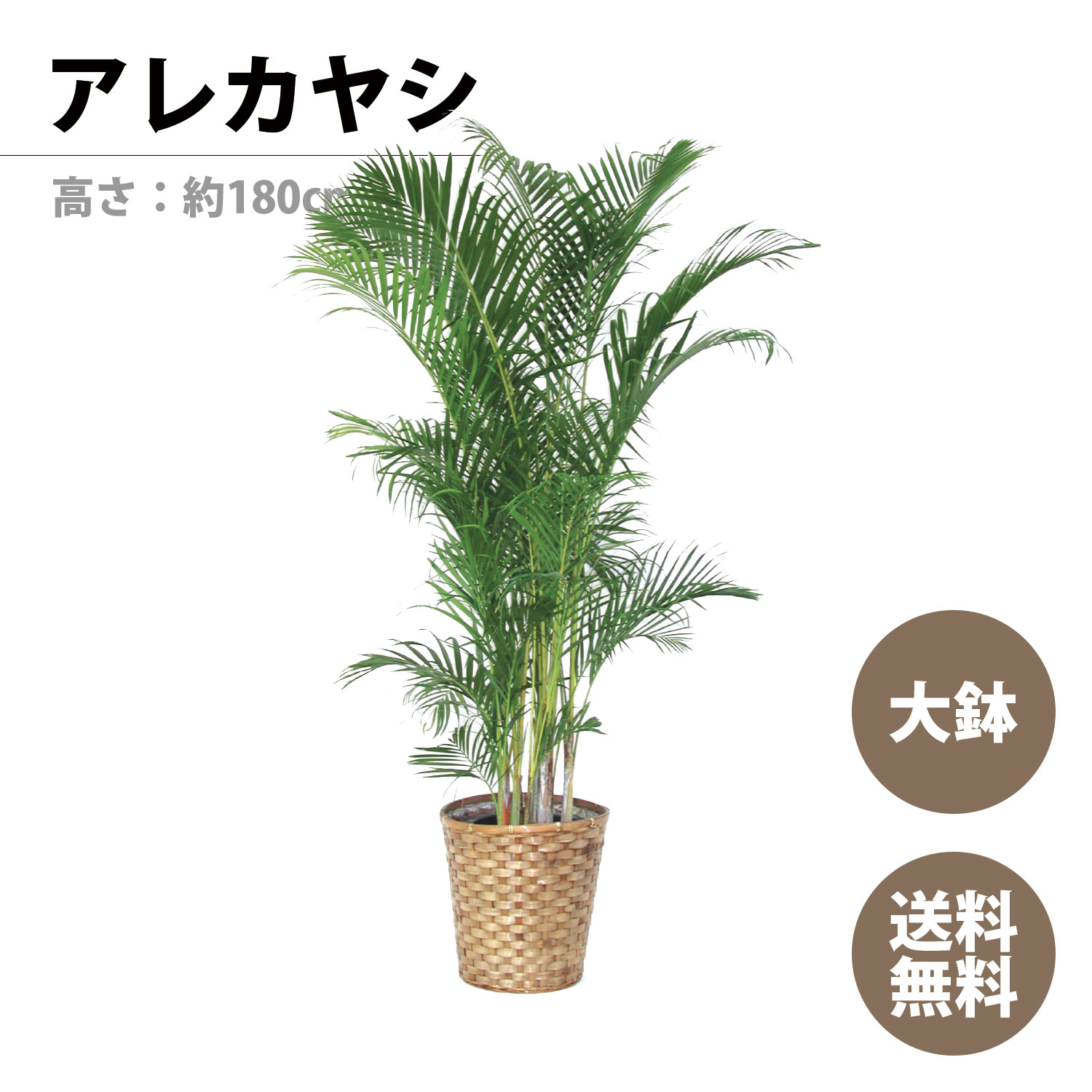 父の日 ギフト 観葉植物 ガジュマル 大型 7号鉢 父の日 プレゼント ガジュマルの木 贈り物 幸福の木 多幸の樹 多幸の木 インテリア 誕生日 開店祝い 開業祝い 新築祝い 退職祝い 縁起がいい 送料無料