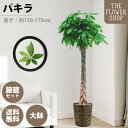 【クーポン発行中】【選べるサイズ】観葉植物 パキラ 高さ:約80-100cm 約160-180cm