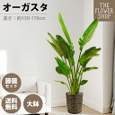 【クーポン発行中】【選べるサイズ】観葉植物 オーガスタ 高さ:約150-170cm 10号 グリーン プレゼント ギフト クリスマス 母の日 父の日 敬老の日 ...