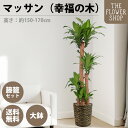 【選べるサイズ】観葉植物 マッサン(幸福の木) 高さ:約80-100cm 約160-180cm グリーン プレゼント ギフト クリスマス 母の日 父の日 敬老の...