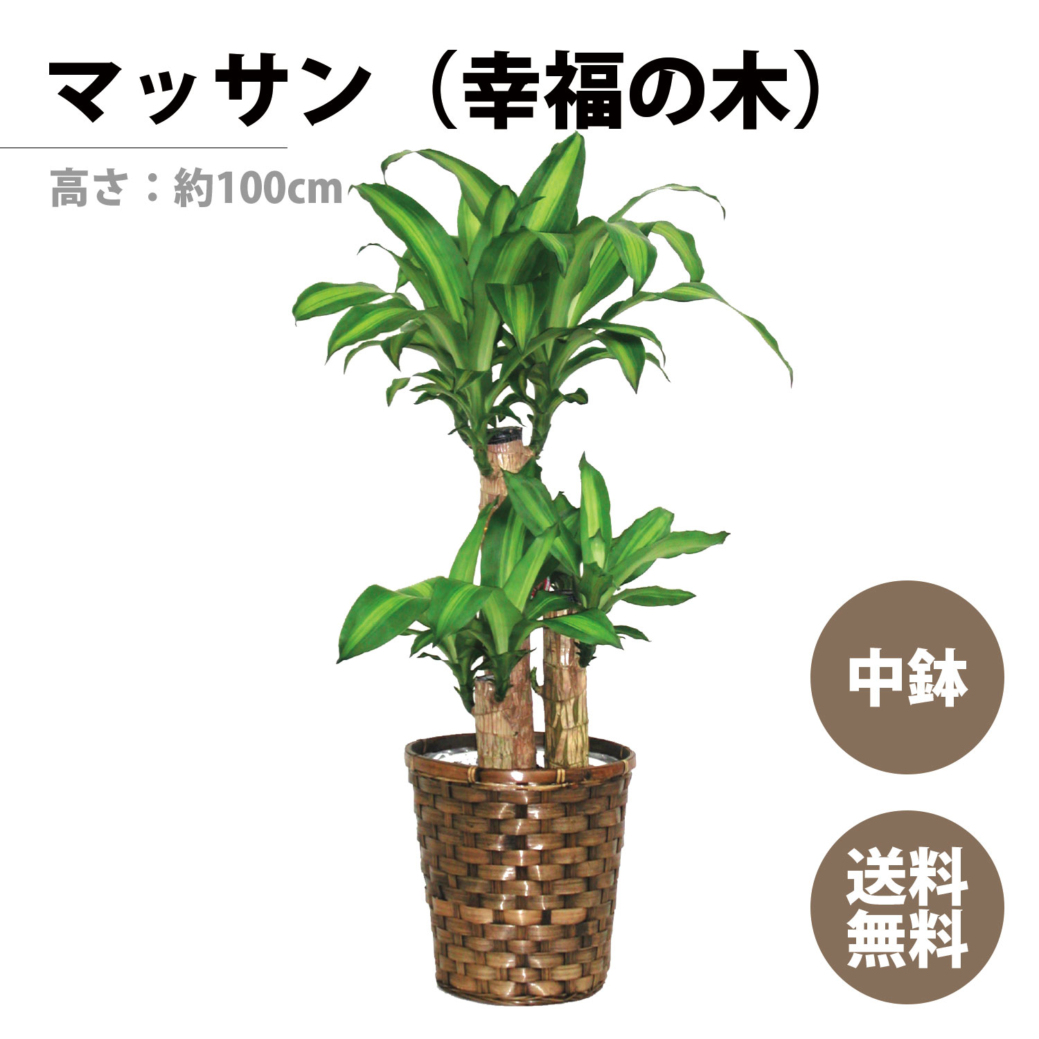 観葉植物 マッサン（幸福の木） 高さ：約100cm ギフト お祝い 敬老の日 開店祝い 新居祝い 就任祝い 送料無料