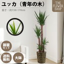 【クーポン発行中】【選べるサイズ】観葉植物 ユッカ(青年の木) 高さ:約80-100cm 約160-180cm グリーン プレゼント ギフト クリスマス 母の日...