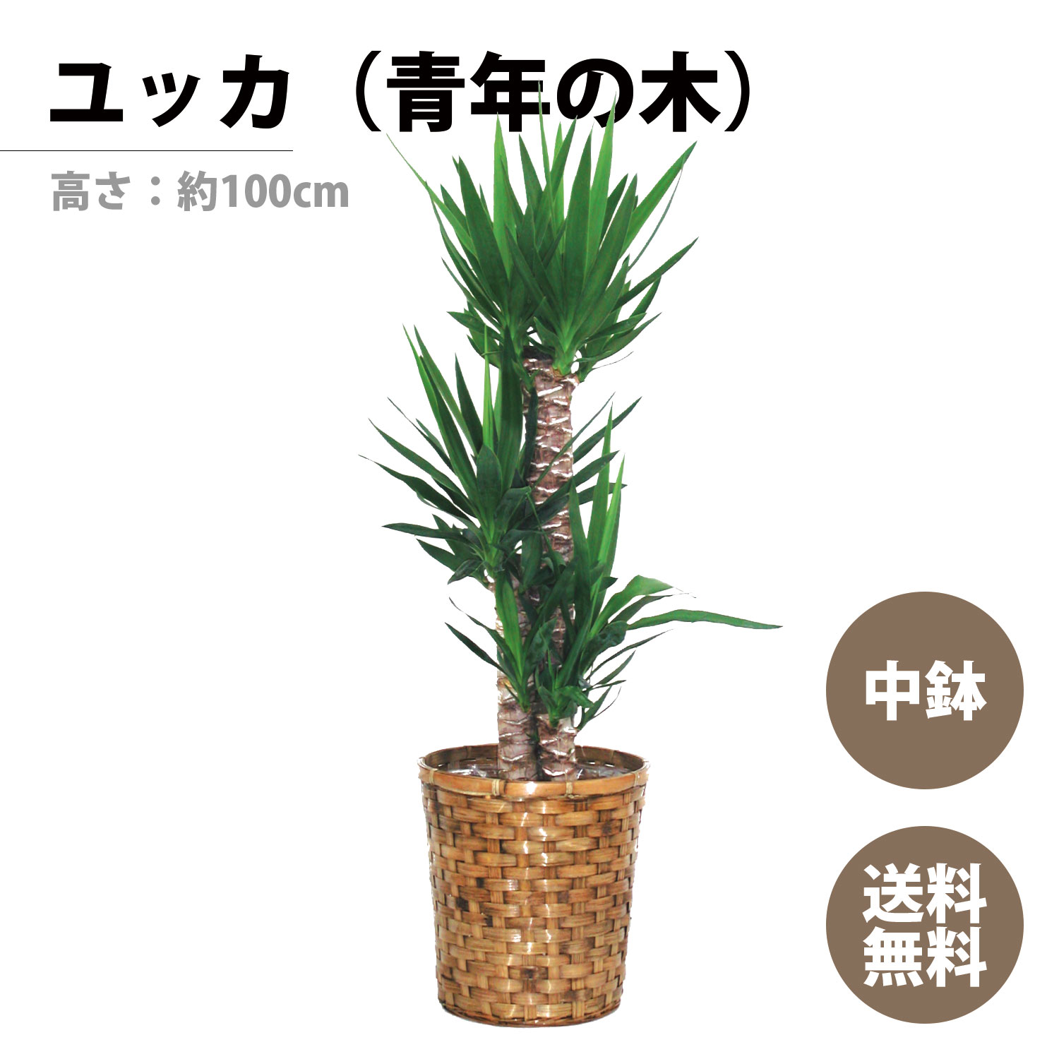 観葉植物 ユッカ（青年の木） 高さ：約100cm ギフト お祝い 敬老の日 開店祝い 新居祝い 就任祝い 送料無料