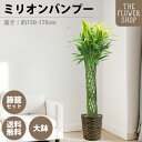 【クーポン発行中】【選べるサイズ】観葉植物 ミリオンバンブー 高さ:約80-100cm 約160-180cm グリーン プレゼント ギフト クリスマス 母の日 ...
