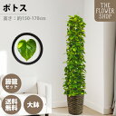 【クーポン発行中】【選べるサイズ】観葉植物 ポトスタワー 高さ:約80-100cm 約160-180cm グリーン プレゼント ギフト クリスマス 母の日 父の...