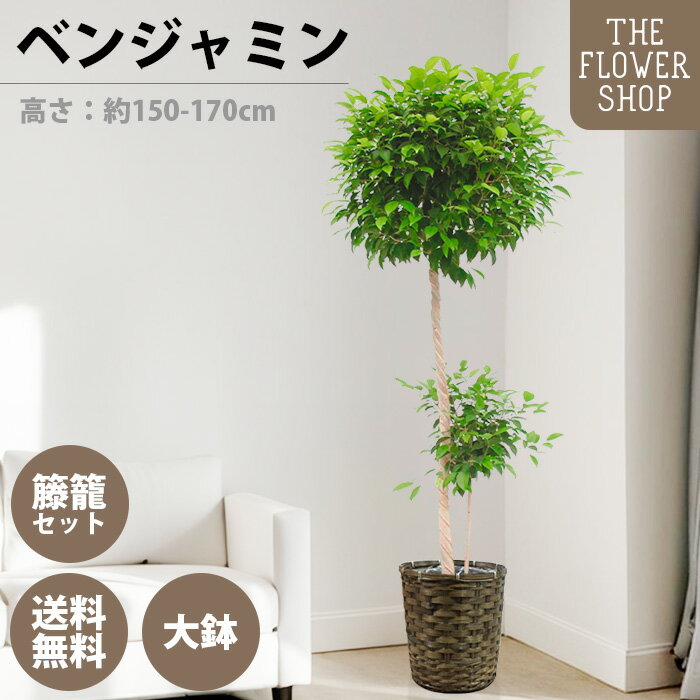 楽天市場】観葉植物 ベンジャミン 10号の通販 楽天市場】観葉植物 ベンジャミン 10号の通販