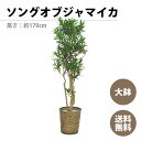 観葉植物 ソングオブジャマイカ 高さ：約180cm ギフト 敬老の日 お祝い 開店祝い 新居祝い 就任祝い 送料無料