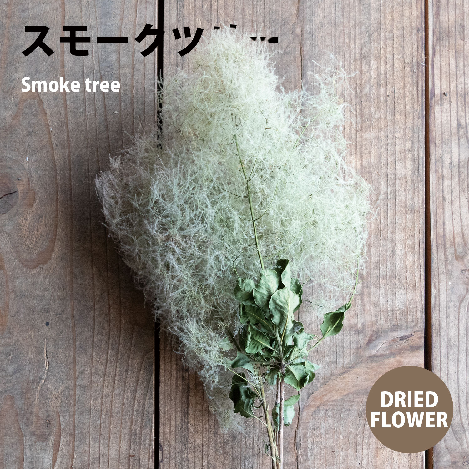 ドライフラワー スモークツリー グリーン 1束（1本） DRIED FLOWER DN210062