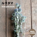 ドライフラワー ルリタマ 1束（3本） DRIED FLOWER DN7 TU-1400