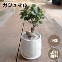 観葉植物 ガジュマル 陶器鉢 高さ：約25cm ギフト 敬老の日 お祝い 開店祝い 新居祝い 就任祝 ...