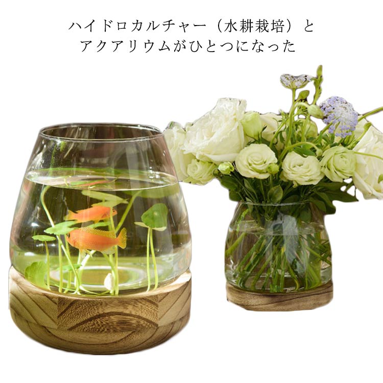 高15cm ベタ 台座付き 熱帯魚 Mサイズ ベタ飼育 鉢タイプ Mサイズ 水槽/熱帯魚/観賞魚/飼育 インテリア 水槽 インテリア水槽 ベタ用