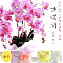 【あす楽】光触媒 胡蝶蘭 3本立て 胡蝶蘭 造花 フェイクフラワー お手入れ不要 枯れない 三本立て ピンク イエロー ホワイト 55cm お祝い フラワーギフ...
