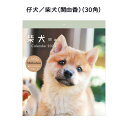 AP-036 犬／柴犬 関由香 30角 アートプリントジャパン 2024年 カレンダー 1000128392