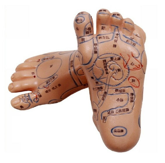 2個セット 足つぼ 模型 足つぼマッサージ 体系的に覚える ツボグッズ 足裏マッサージ あしつぼ 反射区 表記 鍼灸 練習用 資格用 マネキン 両足 シリコン バレンタイン
