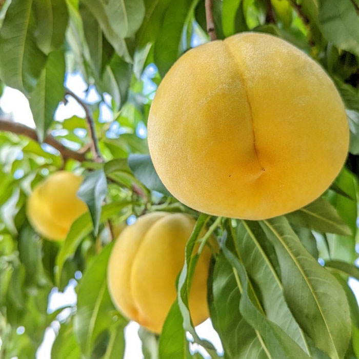 8月下旬発送 送料無料 山梨県産 黄金桃 約2Kg 5～8玉 threer-store-10000159 Three.R Store サンプル画像2