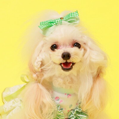 ゴッドピヴァ GODPIVA パステルギンガムバレッタ【小型犬 犬用 ヘアアクセサリー ...