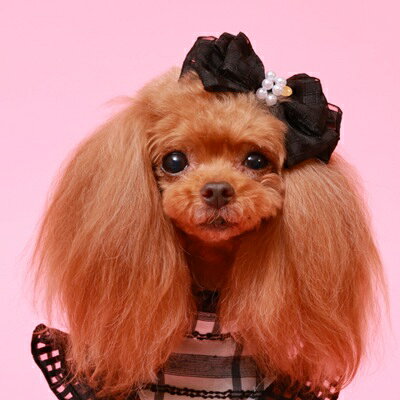 ゴッドピヴァ GODPIVA ギンガムパールバレッタ【小型犬 犬用 ヘアアクセサリー バ...