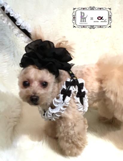 アキュミリア accu milia babymary×accu milia コットンイライザ ハーネス(LL)【小型犬 犬用 ハーネス 胴輪 セレブ】