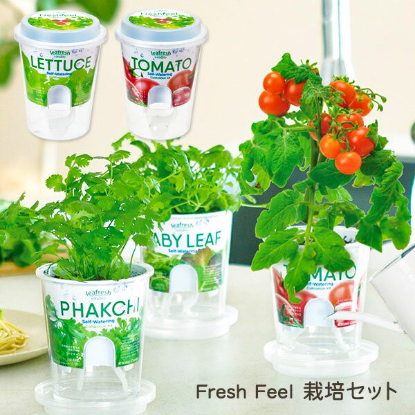 Fresh Feel 栽培セット{園芸 野菜 花 キット}{ギフト 誕生日 プレゼント 景品}{イベント 子ども会 幼稚園 施設}[子供会 保育園 幼稚園 景品 イベント お祭り プレゼント 人気]【色柄指定不可】