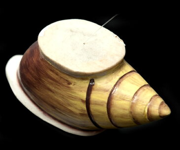 ゲロゲロ笛【貝】 / 民族楽器 バリ インド楽器 エスニック楽器 ヒーリング楽器