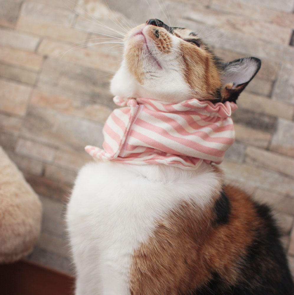 【土日祝日発送】猫専用 食道チューブカバー【食...の紹介画像2