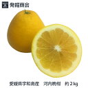 愛媛県宇和島産【河内晩柑】約2kgかわちばんかん 宇和ゴールド送料無料
