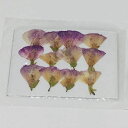 DIY用 押し花 ドライフラワー ブリザードフラワー 薄紫