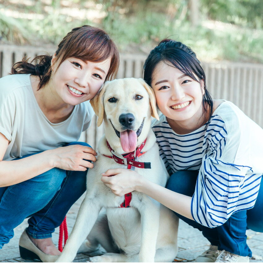 7/19 20:00〜 先着限定クーポン × マラソン ◆犬用 あしたも走ろっ。（40g）// ニッピ 牛由来 タンパク質 コラーゲン アミノ酸 日本製 国産 安い 関節 骨 皮膚 足腰 毛並み 健康 健康維持 動物病院 共同開発 犬用健康補助食品 ザペット tno-10004325 LIFE LUCK サンプル画像2