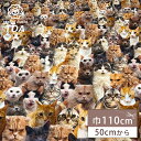 【マラソン期間P5倍】 生地 【 インクジェットプリント ネコ 】 シーチング シーチング生地 インクジェットプリント デジタルプリント 猫 リアルキャット 写...