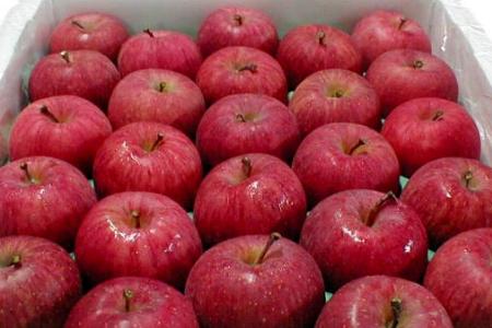 いかりりんご「超新鮮!ふじ」青森産 5kg(20〜25個入り前後)〔店長おすすめ果物です〕シャッキリして甘い!新鮮さがうれしいリンゴです。食べ方自在。春から夏でも高い品質が自慢です。ふじりんご/リンゴ/お試し送料無料/林檎　ギフト gift