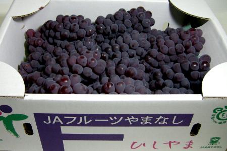 山梨産 たねなし デラウェアぶどう 2Lサイズ 約2kg（10房前後）|種無しブドウ 甲斐 葡萄