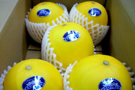 愛知産 イエローキングメロン 2Lサイズ 5個入り|黄色い メロン めろん 愛知産 イエローキングメロン 2Lサイズ 5個入り|黄色い メロン めろん