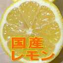 愛媛県 和歌山県 広島県 長崎県など国産 檸檬(れもん) 黄色レモンMサイズ 5kg(45個前後入り)防カビ剤を使わないなど安心の国産レモンです。冬はやや緑色が残るものも入ります!トロピカルフルーツ【RCP】SS10P03mar13