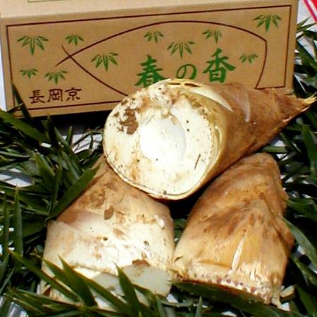 京たけのこ 約2kg 2〜5本前後「茹で用米ぬかプレゼント」京都西山産 お徳用☆出来るだけお届け日指定は御勘弁ください|お試しお徳用 竹の子 たけのこ 筍 たけのこ堀り 京都みやげ