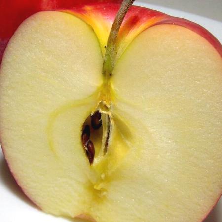 ジョナゴールド「いかりリンゴ」ジョナゴールドりんご青森産 5kg(中玉18〜20個入り)〔店長おすすめ果物です!〕超新鮮!夏でももぎたての旬の美味しさ!