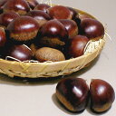 京都産 丹波栗 たんばくり 2Lサイズ 約3kg 京やさい 京のブランド産品|秋 京野菜 伝統野菜 プレゼント ギフト