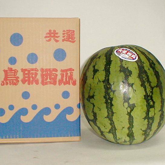 鳥取産 「訳有り」大栄 大玉西瓜（だいえいすいか）特サイズ（超特大）1玉入り箱 ※中に空洞などがあります。スイカ割り用です|ワケアリ おおたま 西瓜 アウトレット 西瓜割り用 B級 鳥取すいか　棚落ち　訳ありすいか すいか割り用