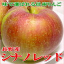 送料無料 お試し 訳あり シナノレッドりんご 約5kg 18...