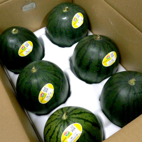 【送料無料!】熊本産　「訳あり」黒こだま西瓜（くろこだますいか）Sサイズ　6個入り　7kg黒い小玉スイカ　小さめ果実に大玉のシャリ感。小さいわけありサイズです(ソフトボールサイズ)のサムネイル