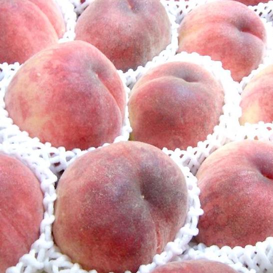 お中元 桃 山梨産 みさかの 大糖領モモ だいとうりょう 約5kg 大玉13個入り 【化粧箱入り】|御中元 おちゅうげん 白桃 白鳳 ギフト gift 桃 ギフトのサムネイル