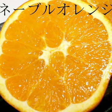 ネーブルオレンジ　88個入り　約17kg甘くてすっきり♪朝の始まりはスイートオレンジで！【88サイズ】