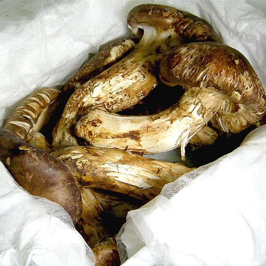 送料無料　松茸（まつたけ）　約1kg入り箱　秀品　中国産薫り高い秋の味覚の王様です。すぼみのサムネイル