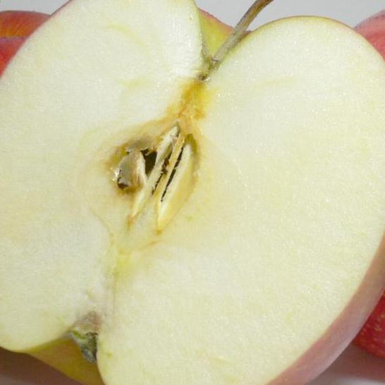 岩手産 ジョナゴールドりんご 約10kg 大玉 28〜32個入り |林檎 リンゴ アップル パイ 10キロ 大きいリンゴ